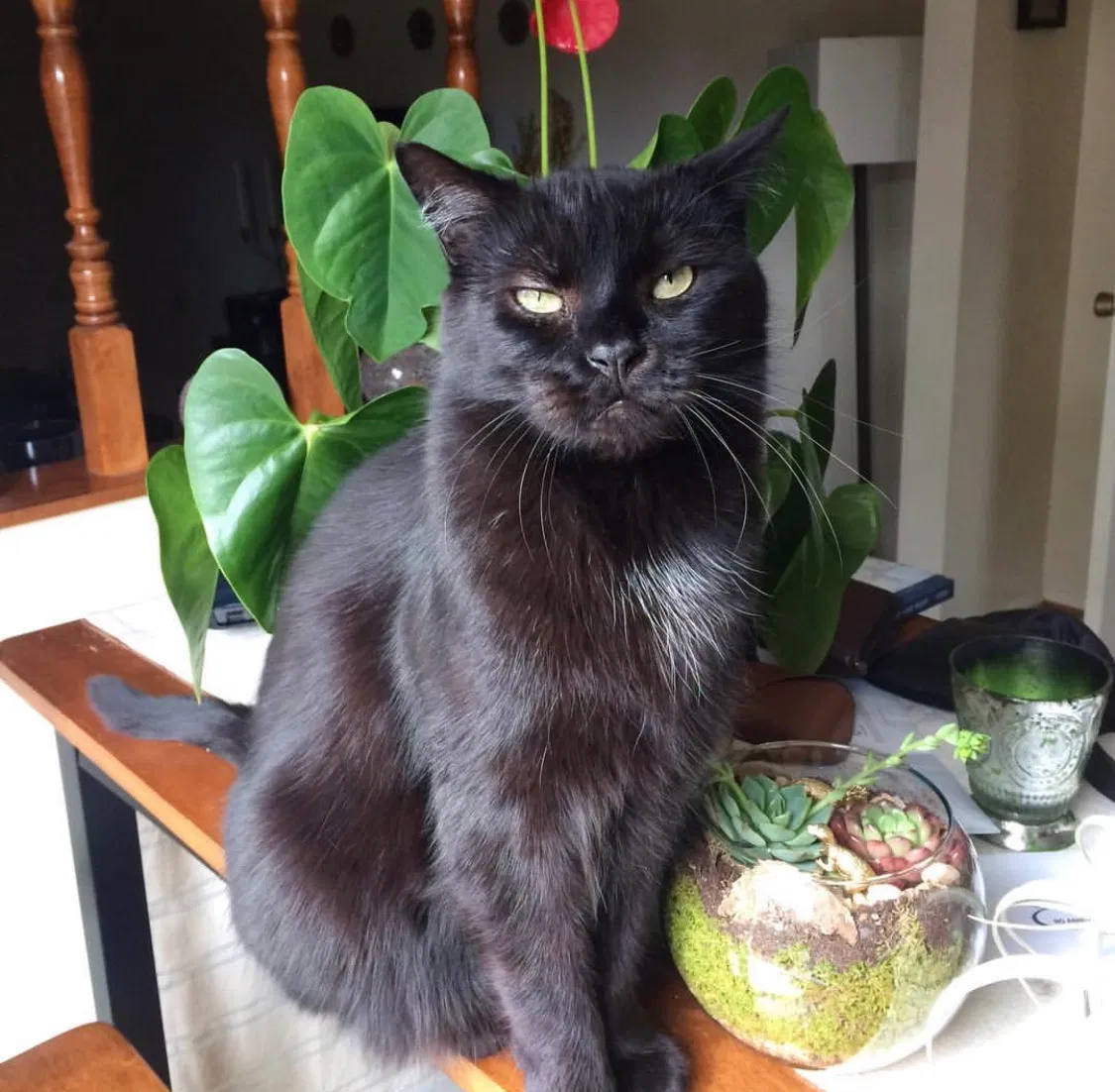 Lost cat in Nokesville, VA, 20181