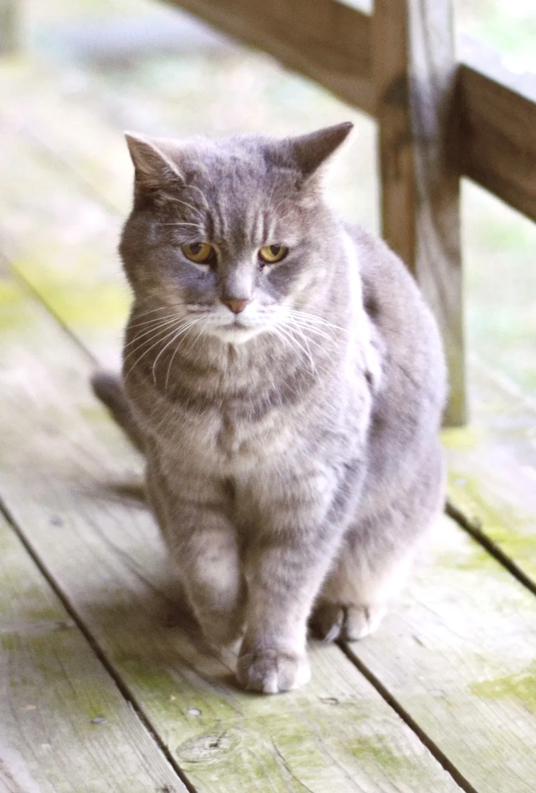 Lost cat in Liberty, NC, 27298