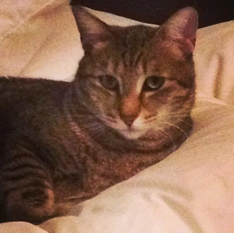 Lost cat in Flagstaff, AZ, 86001
