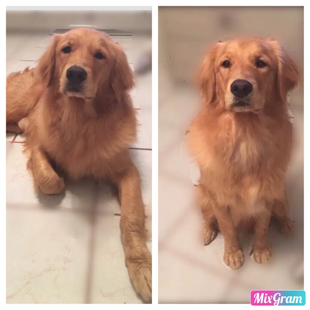Lost dog in Odessa, TX, 79763
