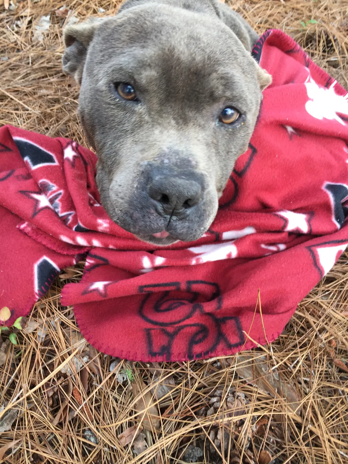 Found dog in Elgin, SC, 29045