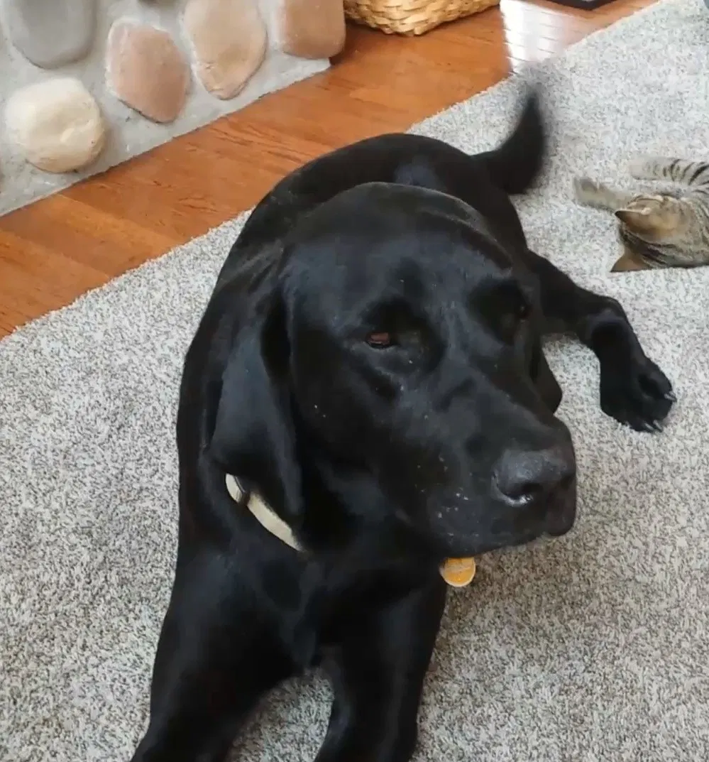 Lost dog in Fulton, MO, 65251