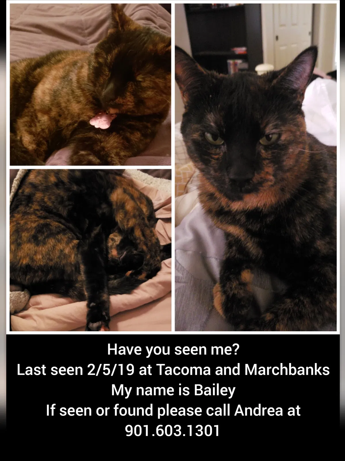 Lost cat in Sierra Vista, AZ, 85635