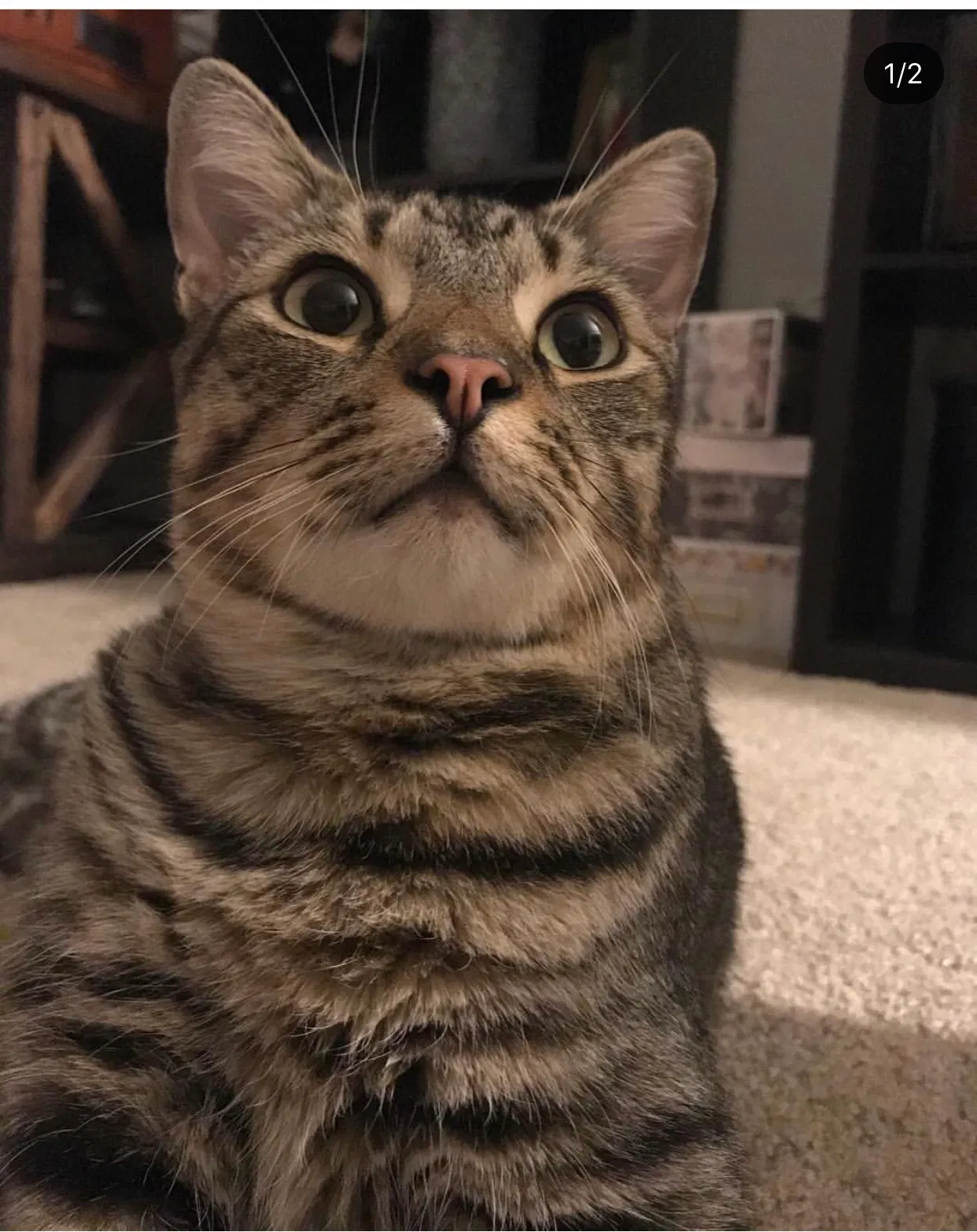 Lost cat in Orange, CA, 92869
