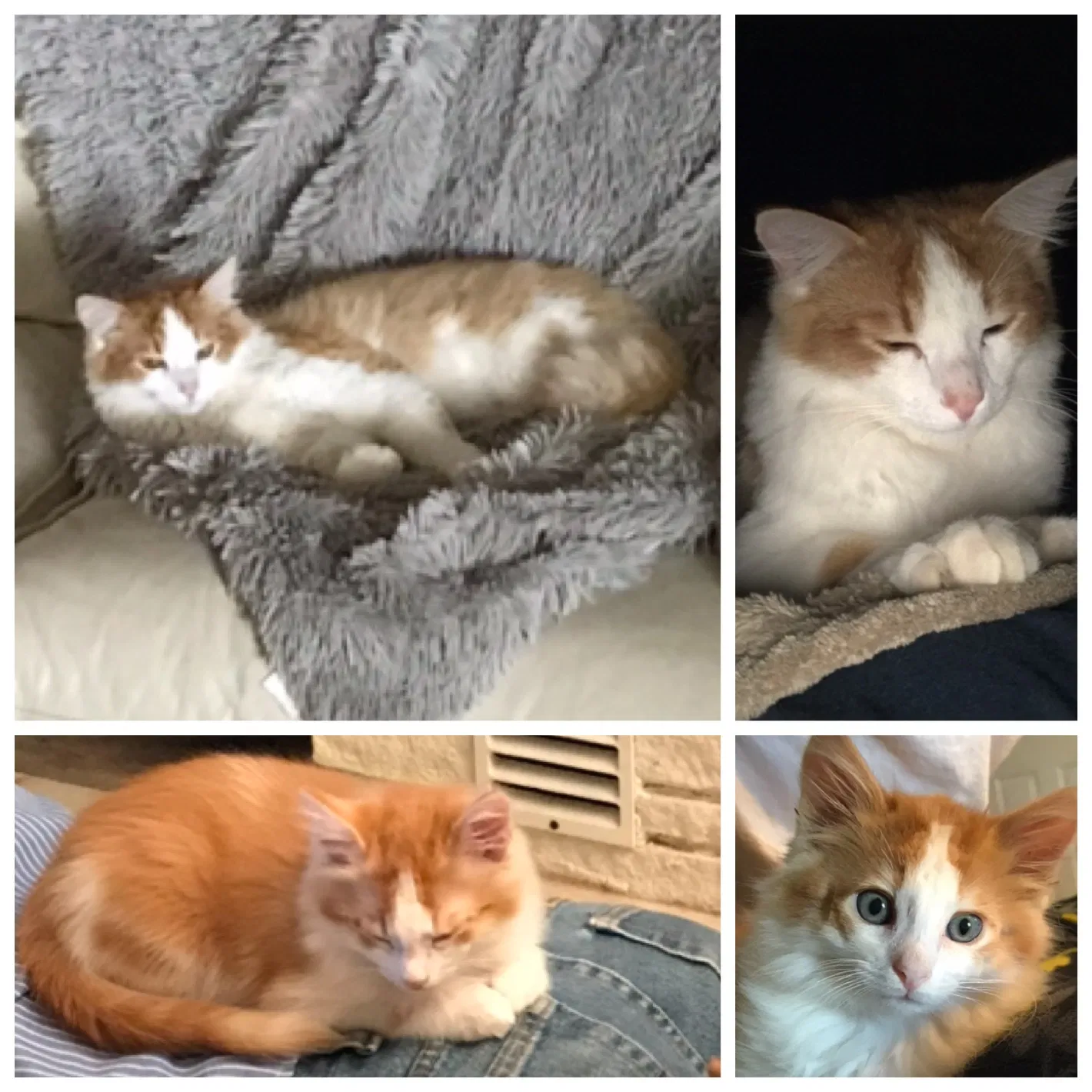 Lost cat in Denair, CA, 95316