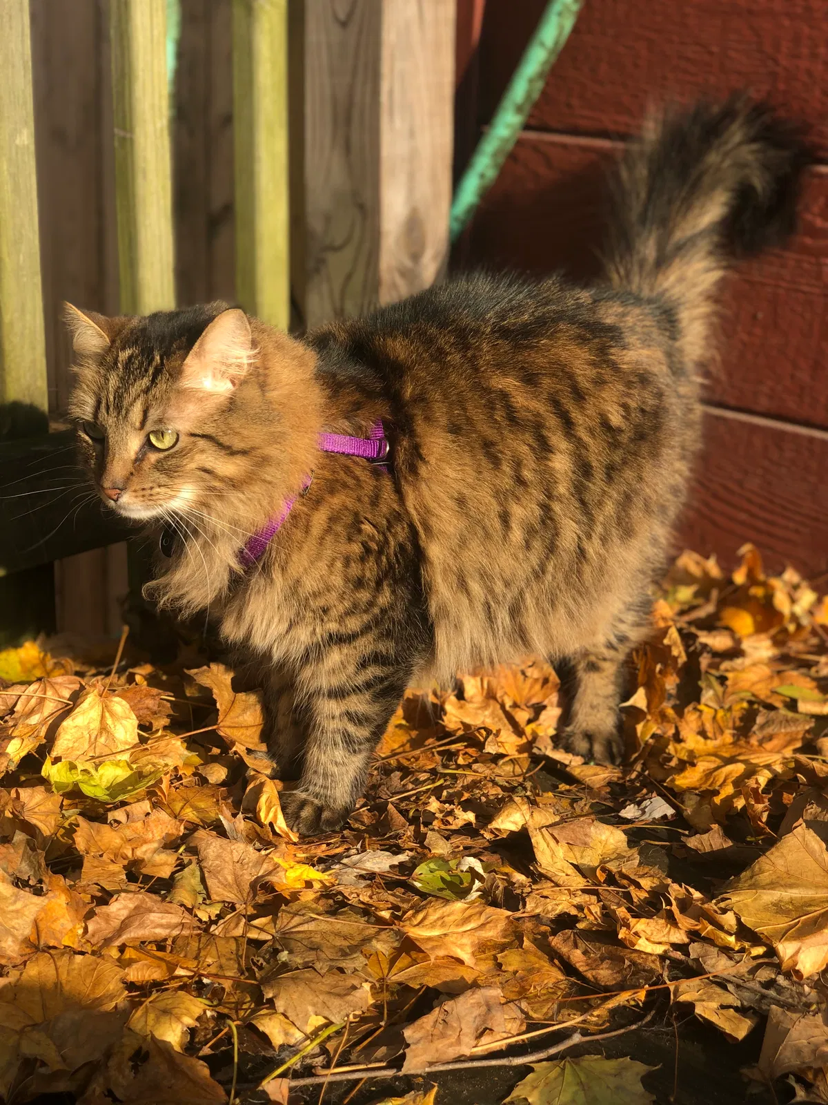 Lost cat in Elmsford, NY, 10523