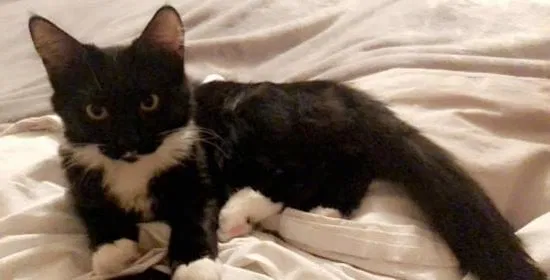 Lost cat in Longwood, FL, 32750