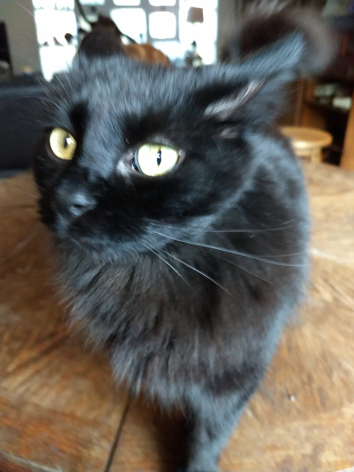 Lost cat in Huntington, NY, 11743