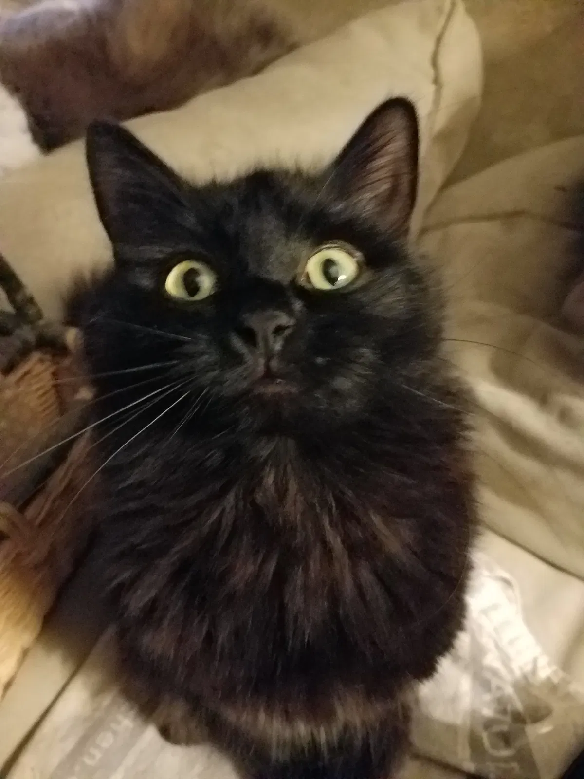 Lost cat in Huntington, NY, 11743
