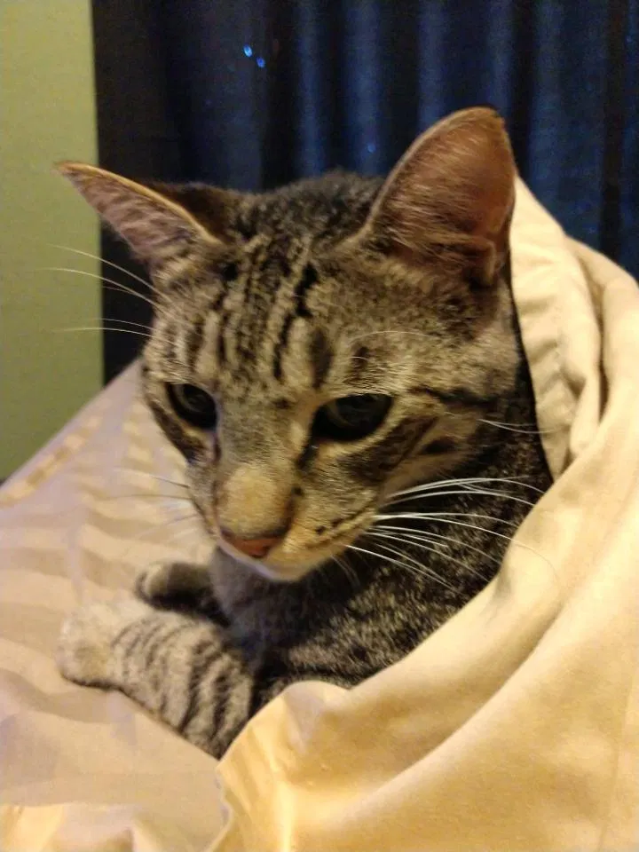 Lost cat in Ocala, FL, 34476