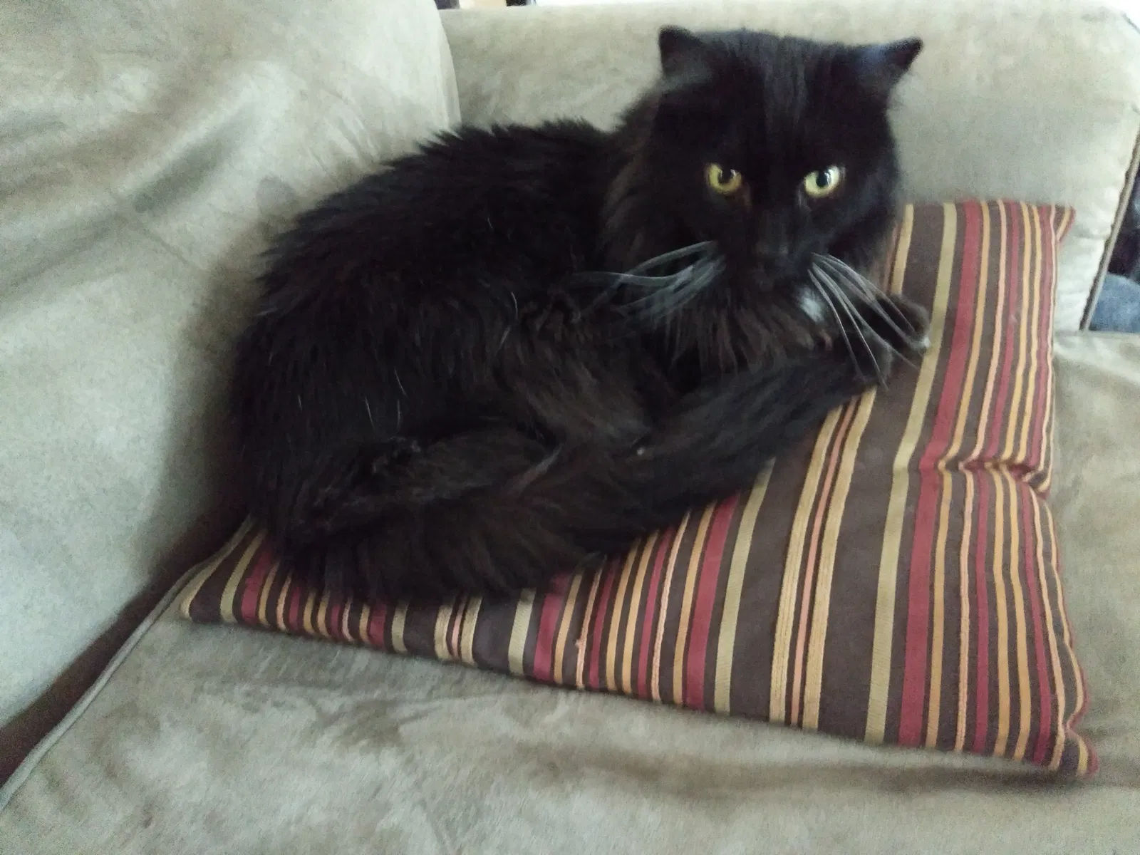 Found cat in Cold Spring Harbor, NY, 11724