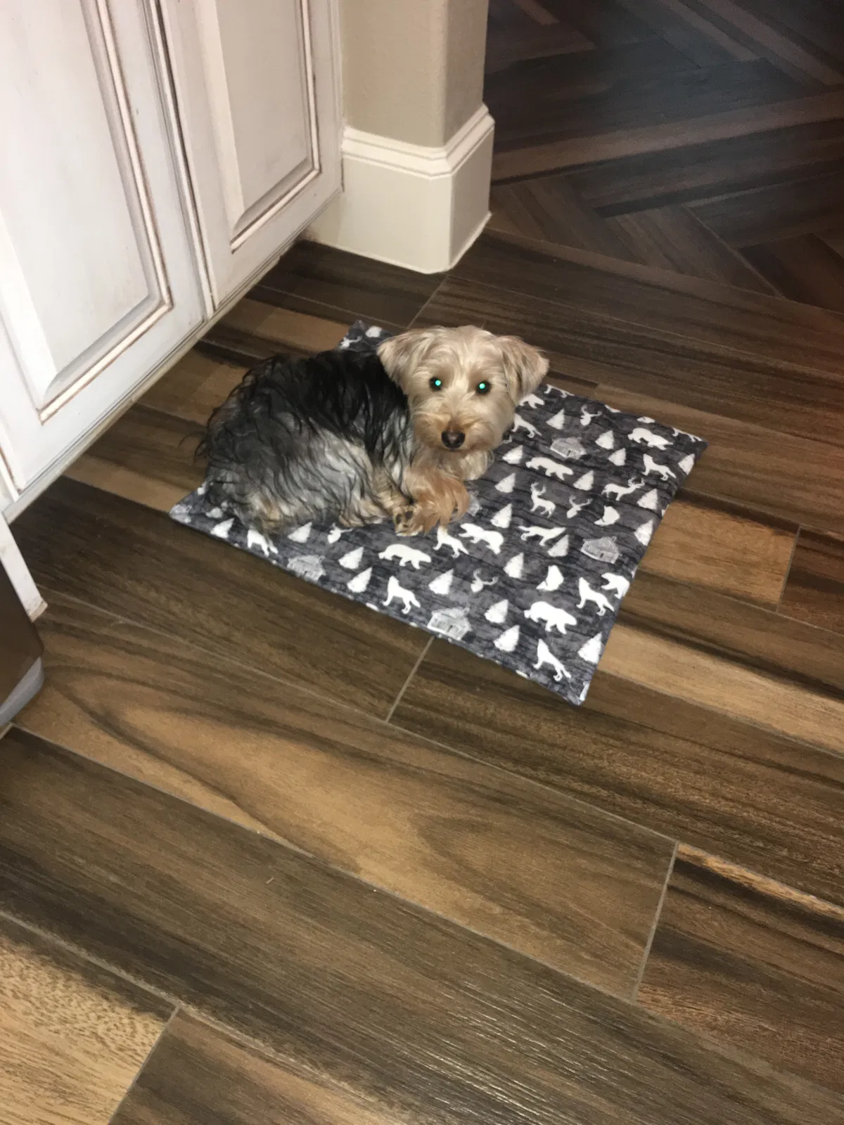 Lost dog in College Station, TX, 77845
