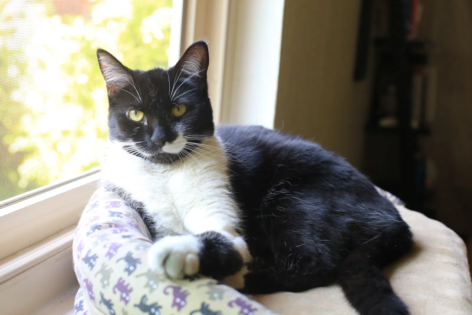 Lost cat in Walnut Creek, CA, 94597