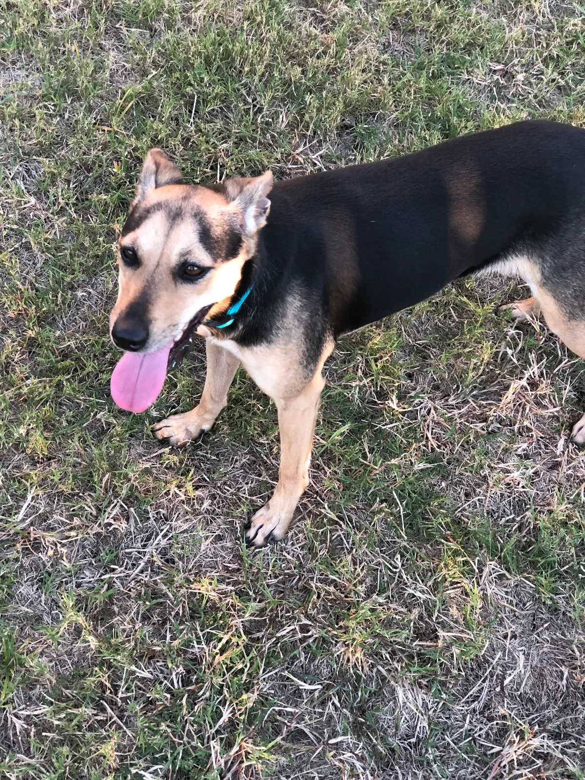 Lost dog in Killeen, TX, 76543