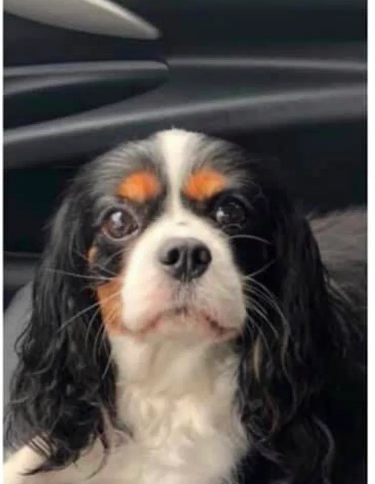 Lost dog in Lake Charles, LA, 70605