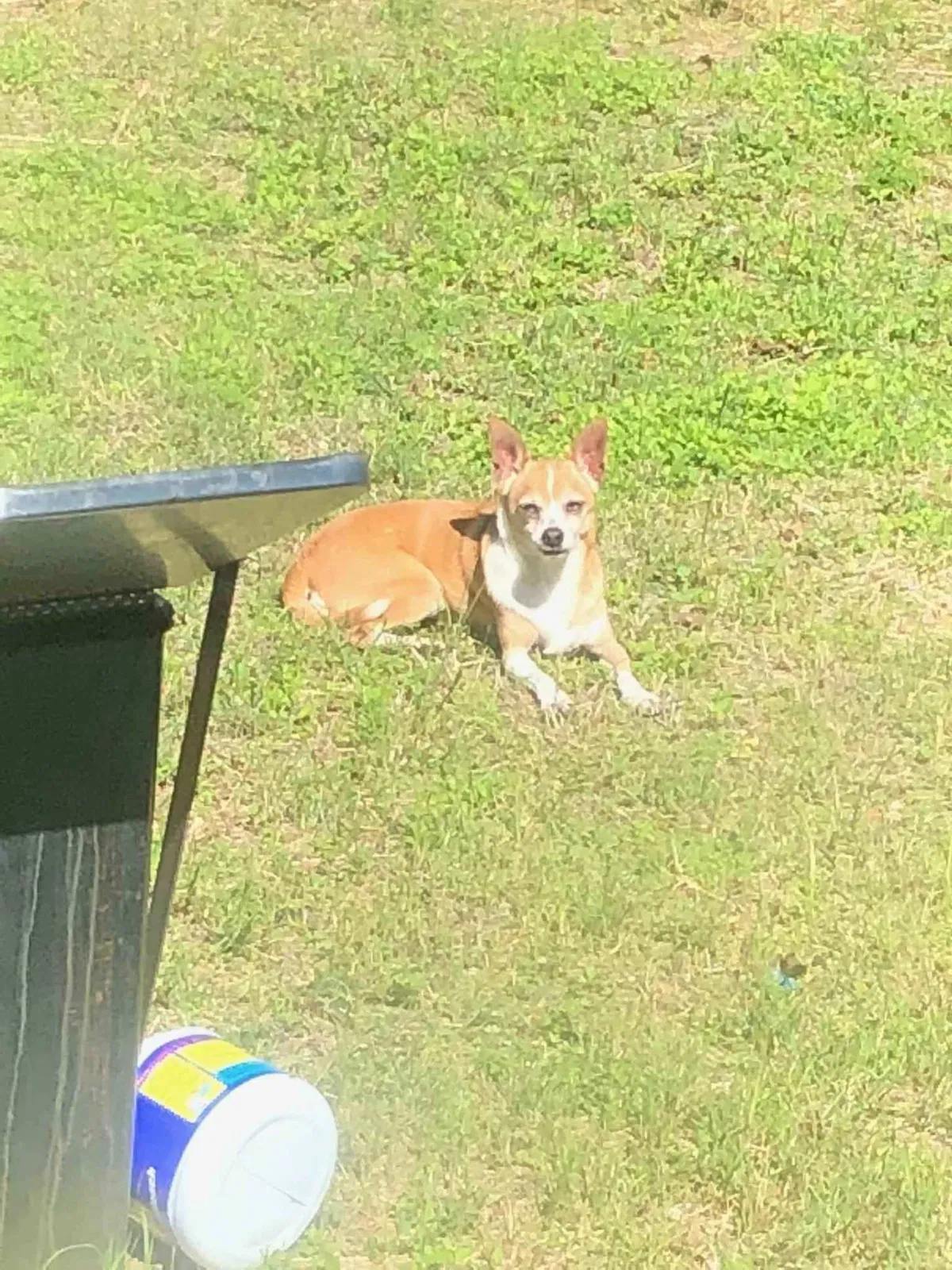 Lost dog in Prescott Valley, AZ, 86314