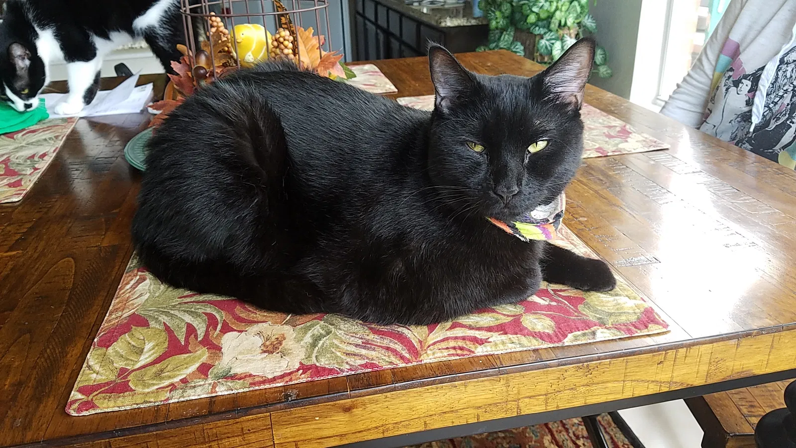 Lost cat in Grand Prairie, TX, 75052