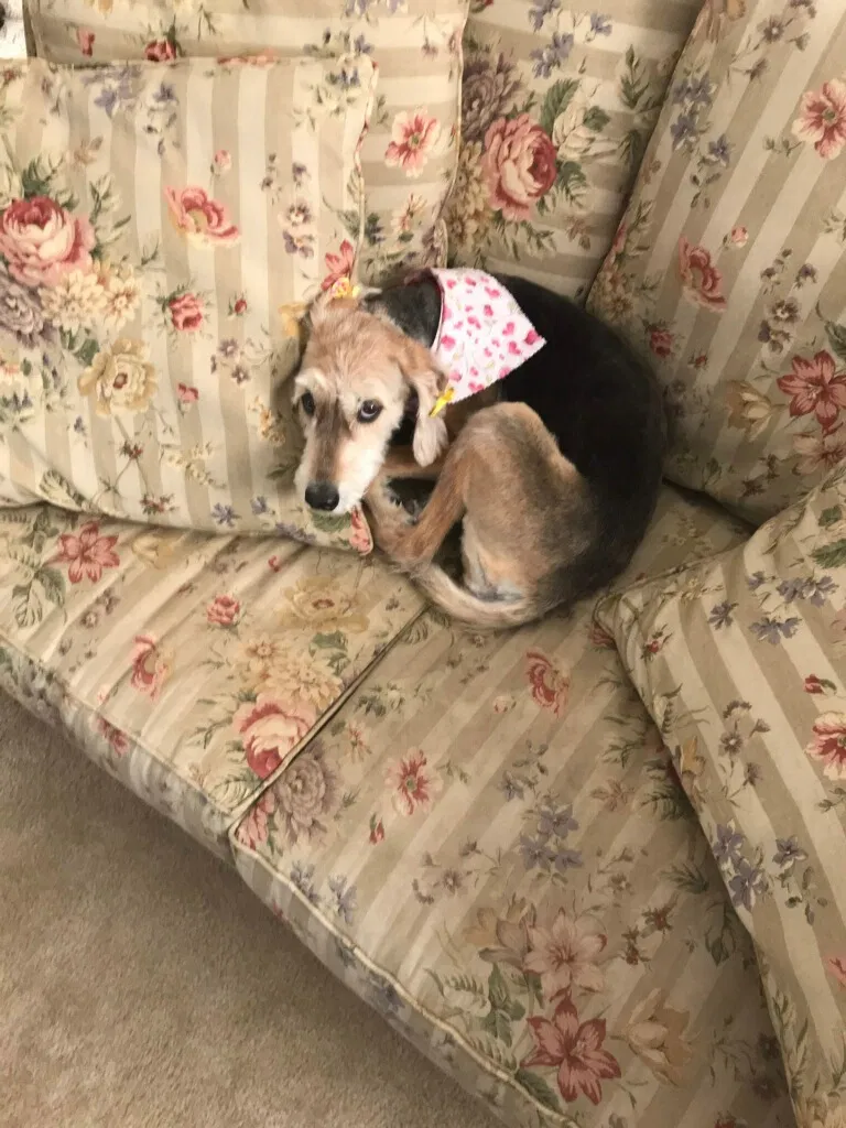 Lost dog in Lake Saint Louis, MO, 63367