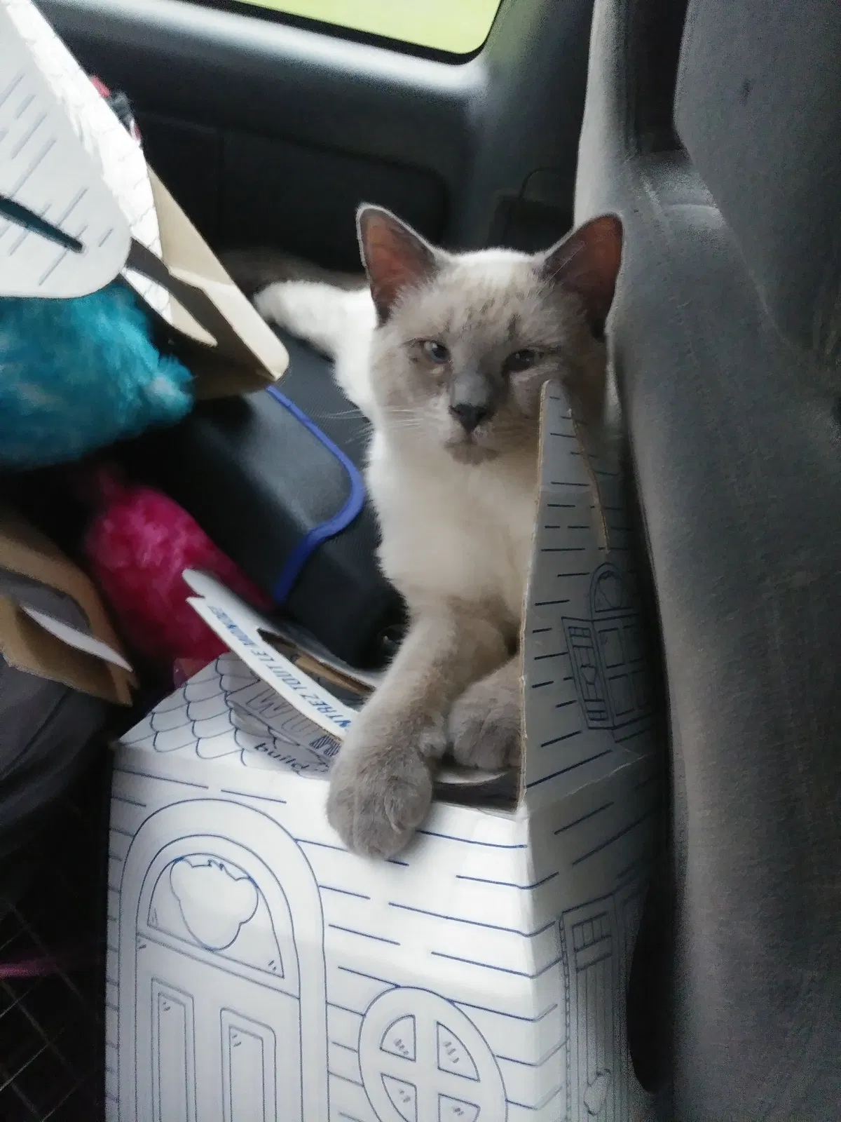 Lost cat in La Fayette, GA, 30728