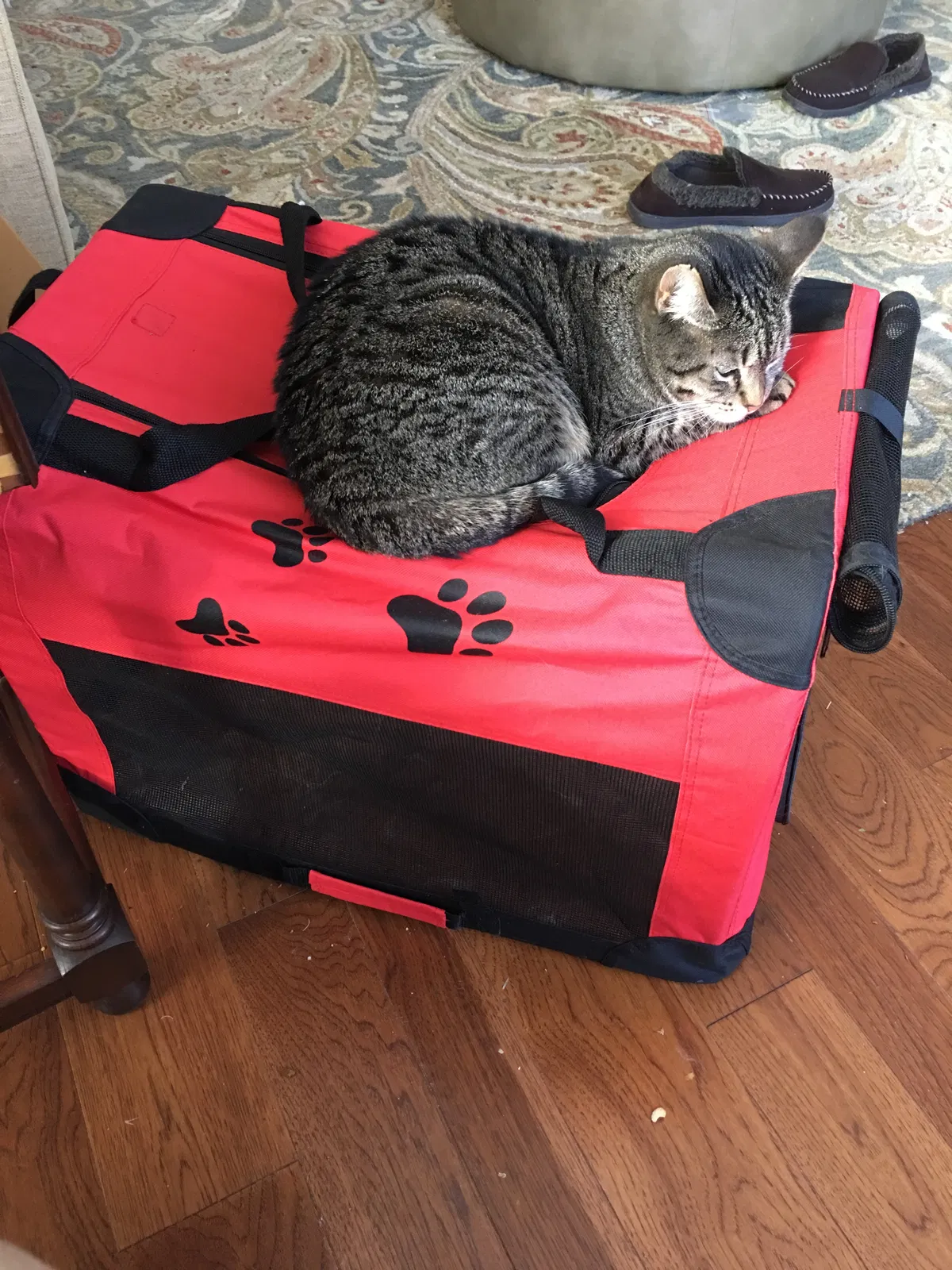 Lost cat in Jasper, TN, 37347