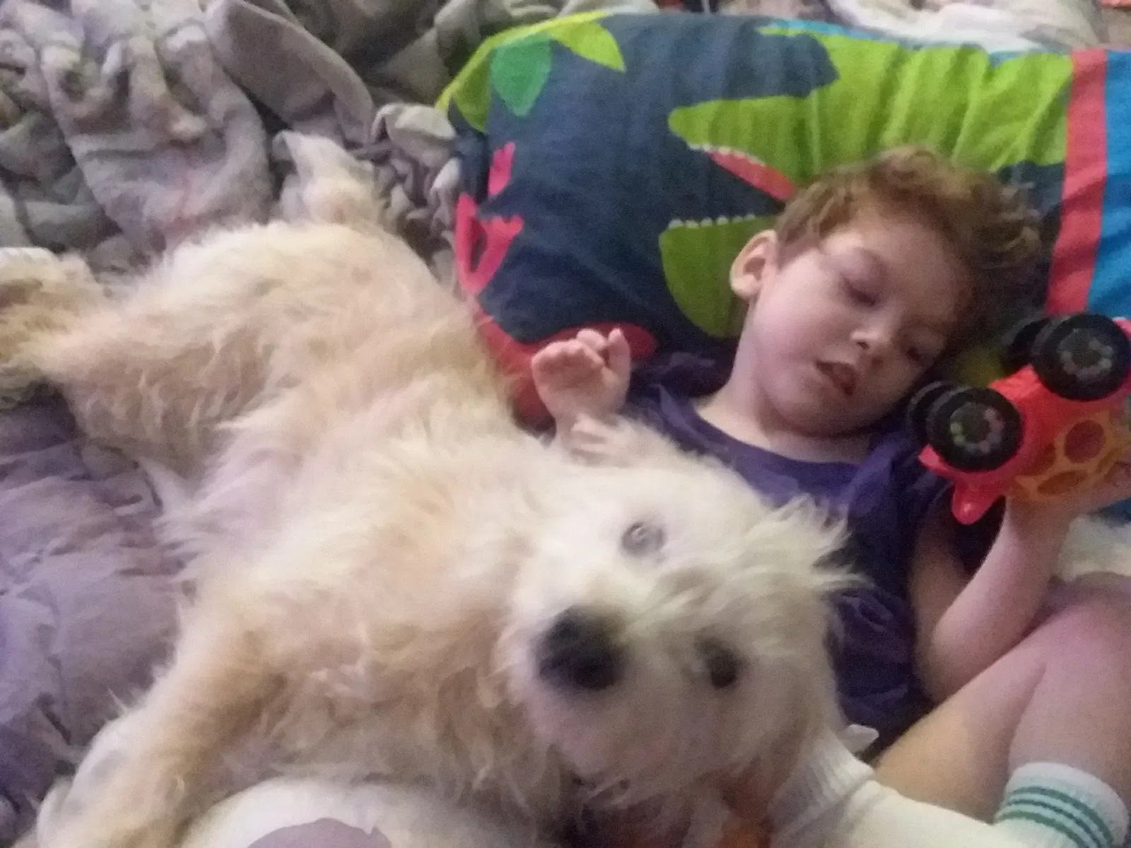 Lost dog in Sulphur, LA, 70663
