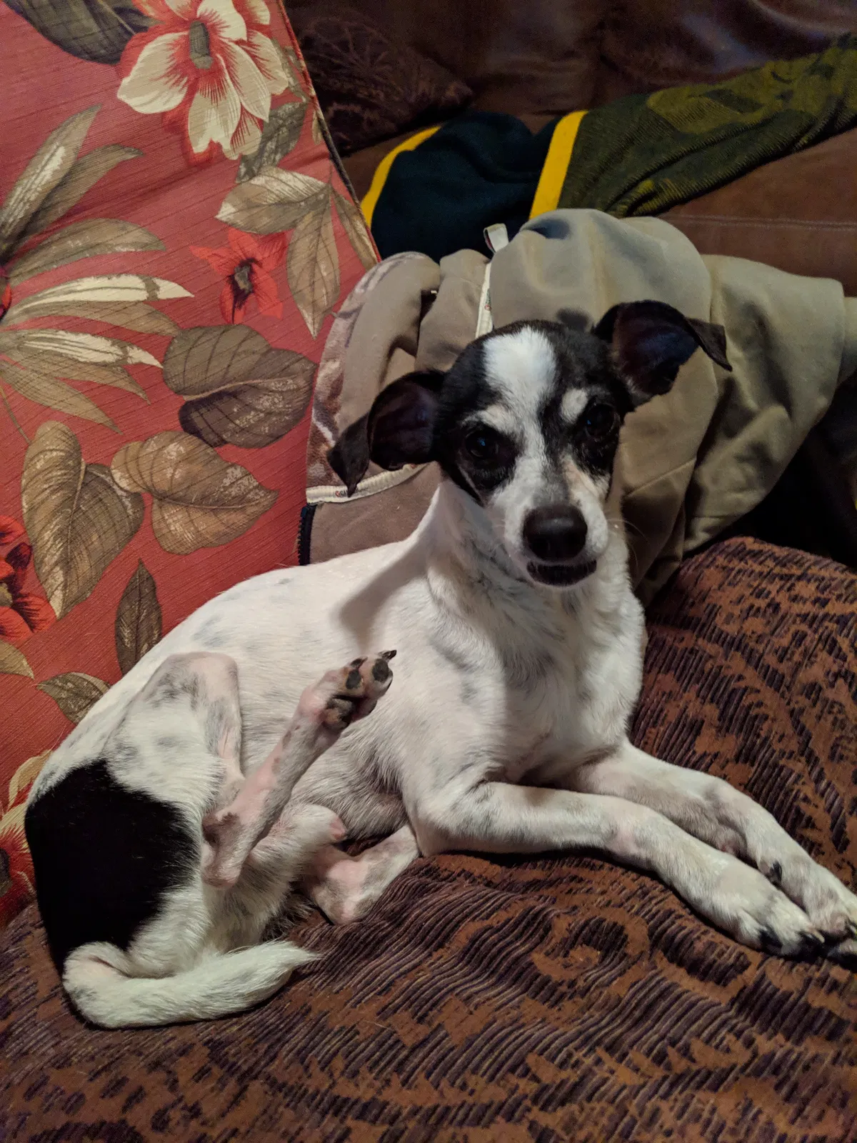 Lost dog in Dayton, TX, 77535