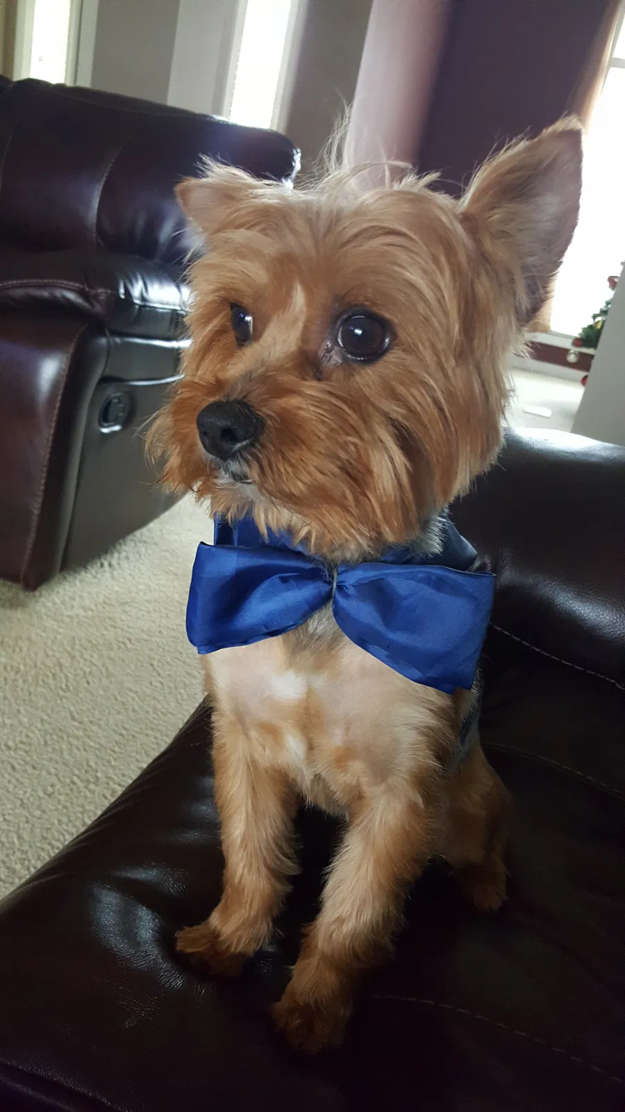 Lost dog in Montgomery, AL, 36117