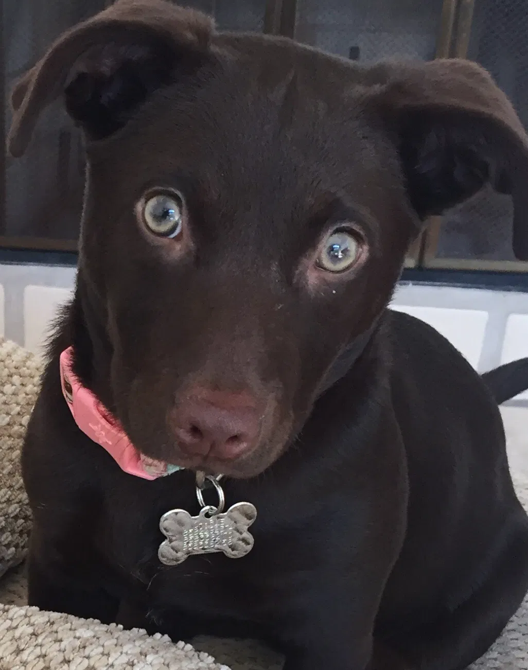 Lost dog in San Diego, CA, 92130