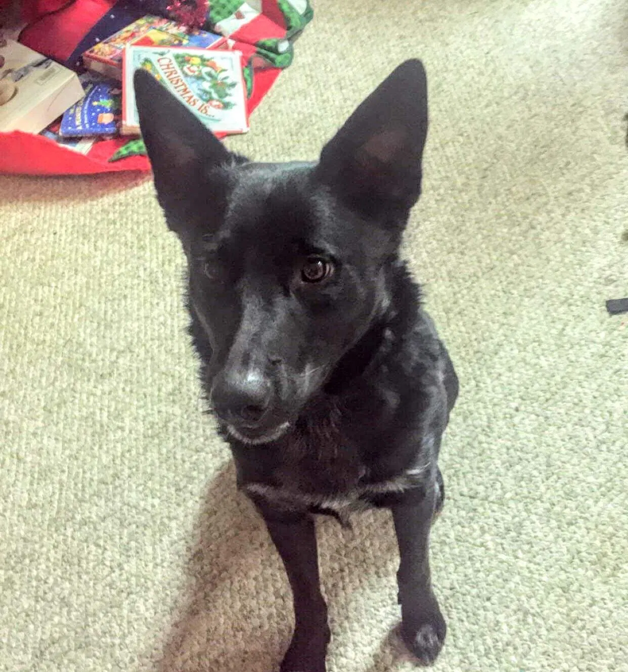 Lost dog in Cheyenne, WY, 82009