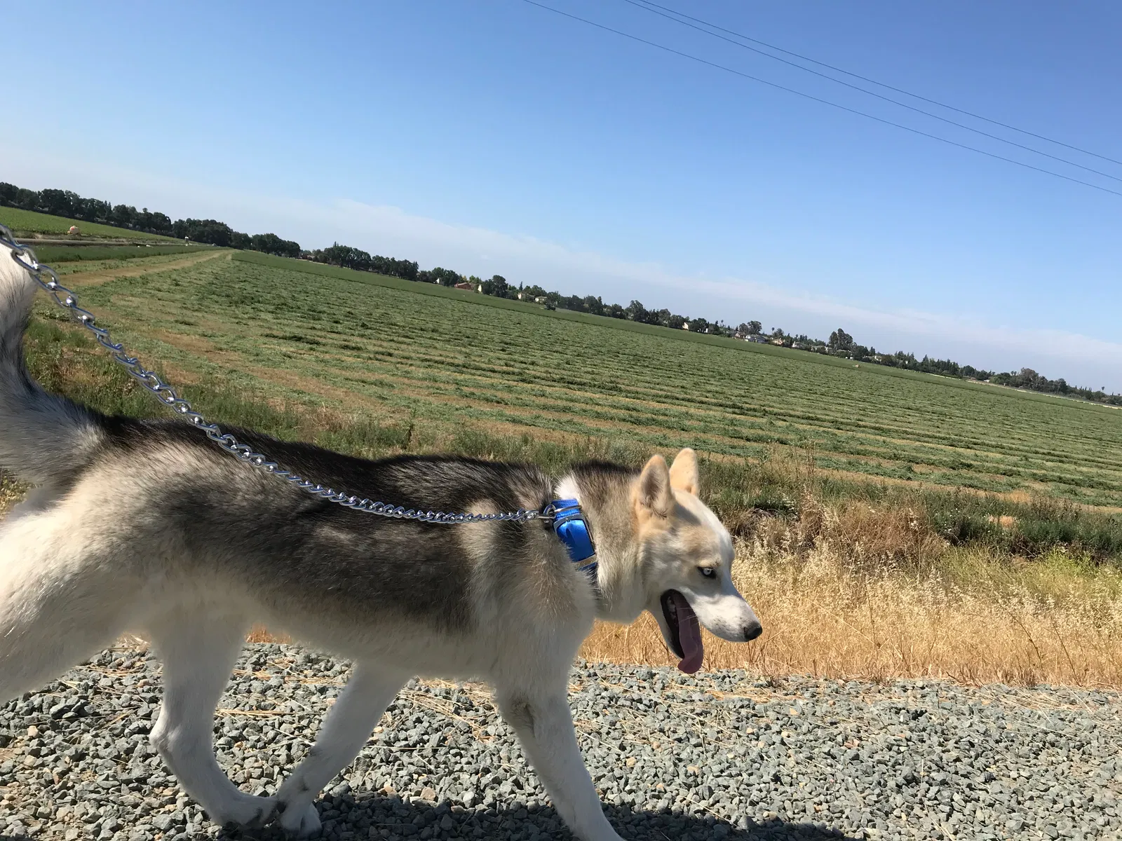 Lost dog in Stockton, CA, 95212