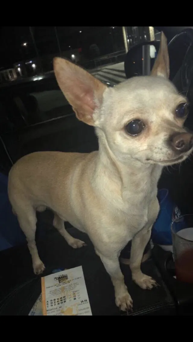 Lost dog in Pasadena, TX, 77505
