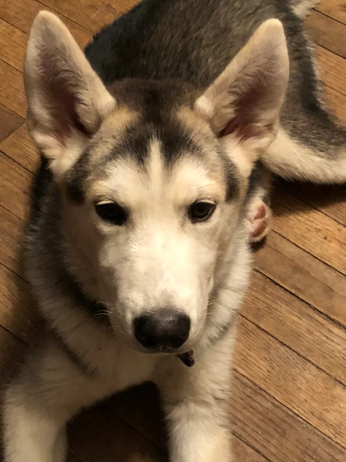 Lost dog in Pamplin, VA, 23958