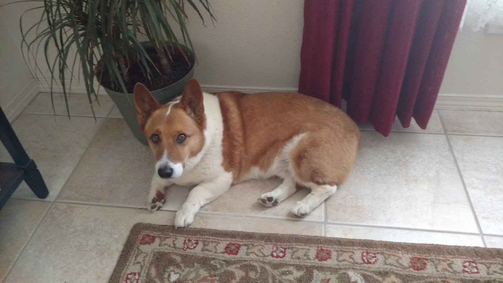 Lost dog in El Paso, TX, 79922