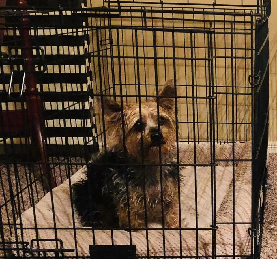Lost dog in Las Cruces, NM, 88012