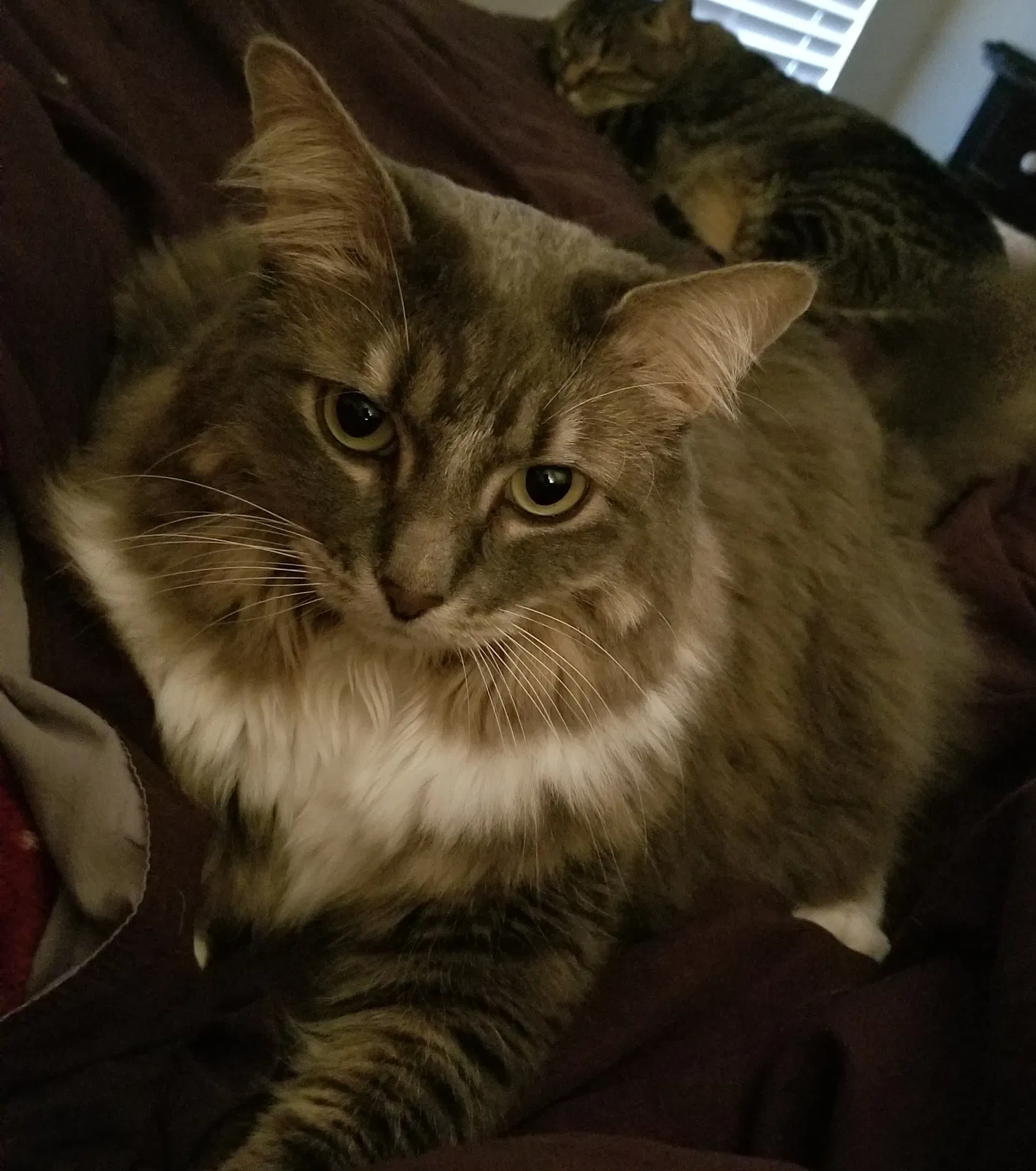 Lost cat in Arlington, WA, 98223