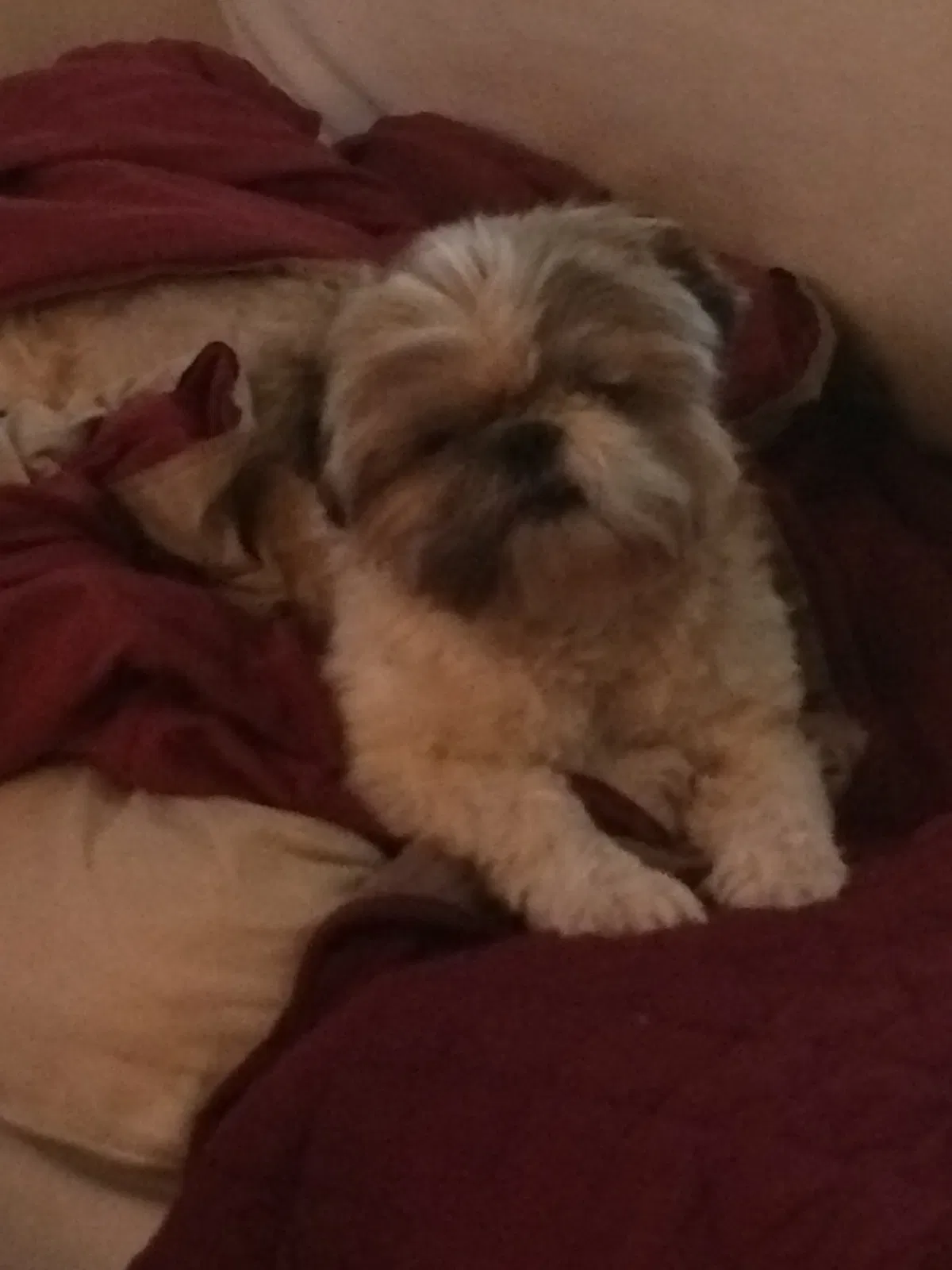 Lost dog in Raleigh, NC, 27610