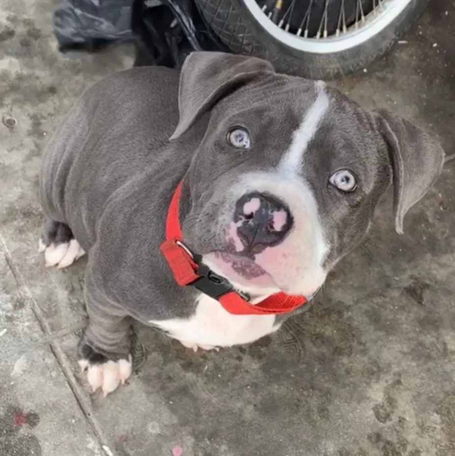 Lost dog in Los Angeles, CA, 90001