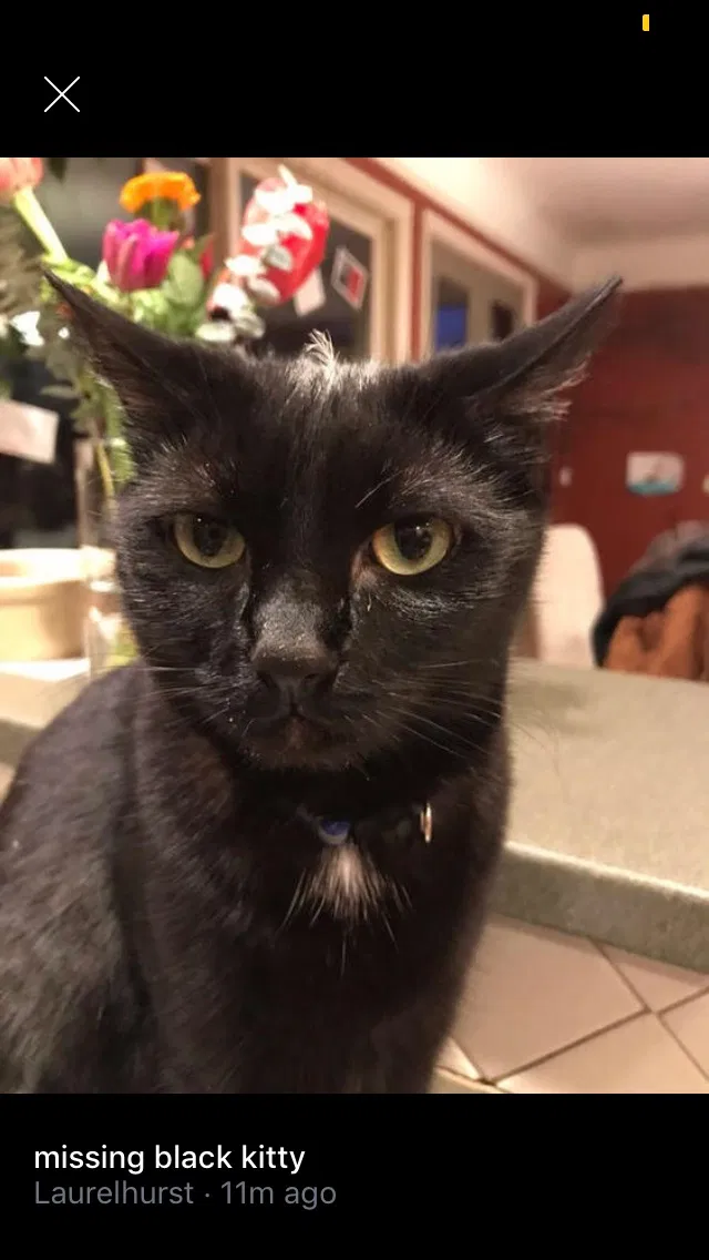 Lost cat in Portland, OR, 97232