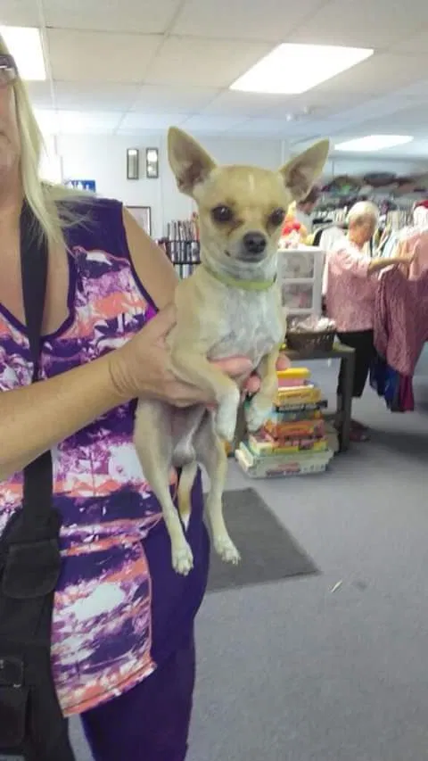 Lost dog in Pahrump, NV, 89048