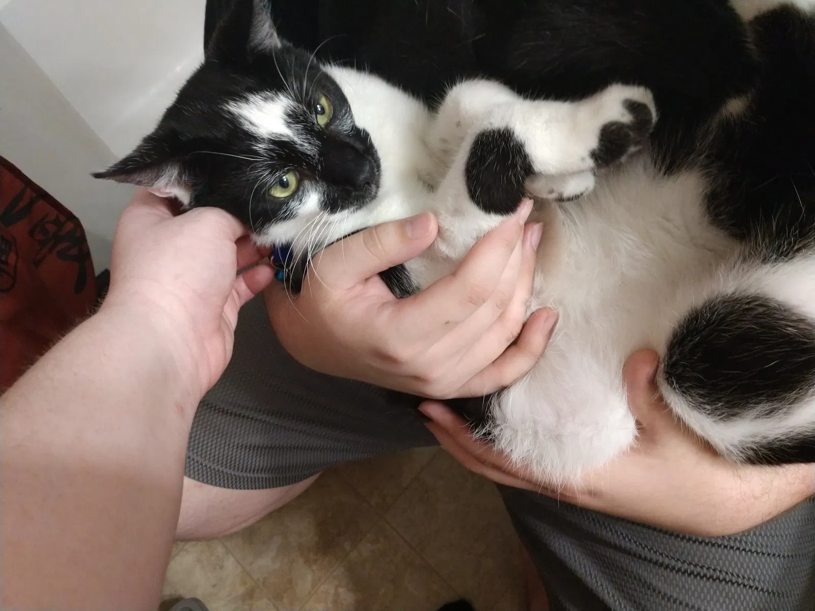 Lost cat in Plant City, FL, 33563