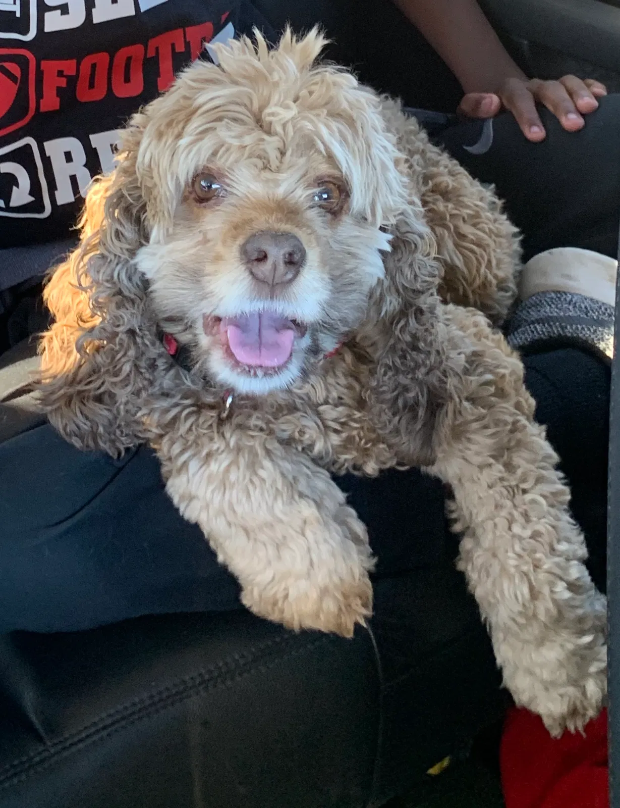 Lost dog in Longview, TX, 75602