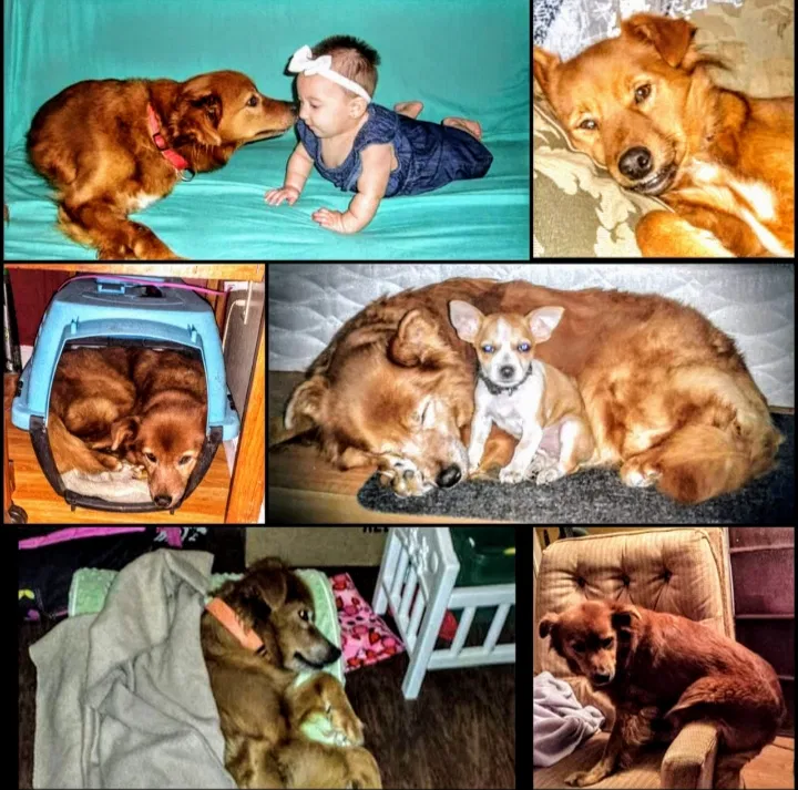 Lost dog in Lake Charles, LA, 70607