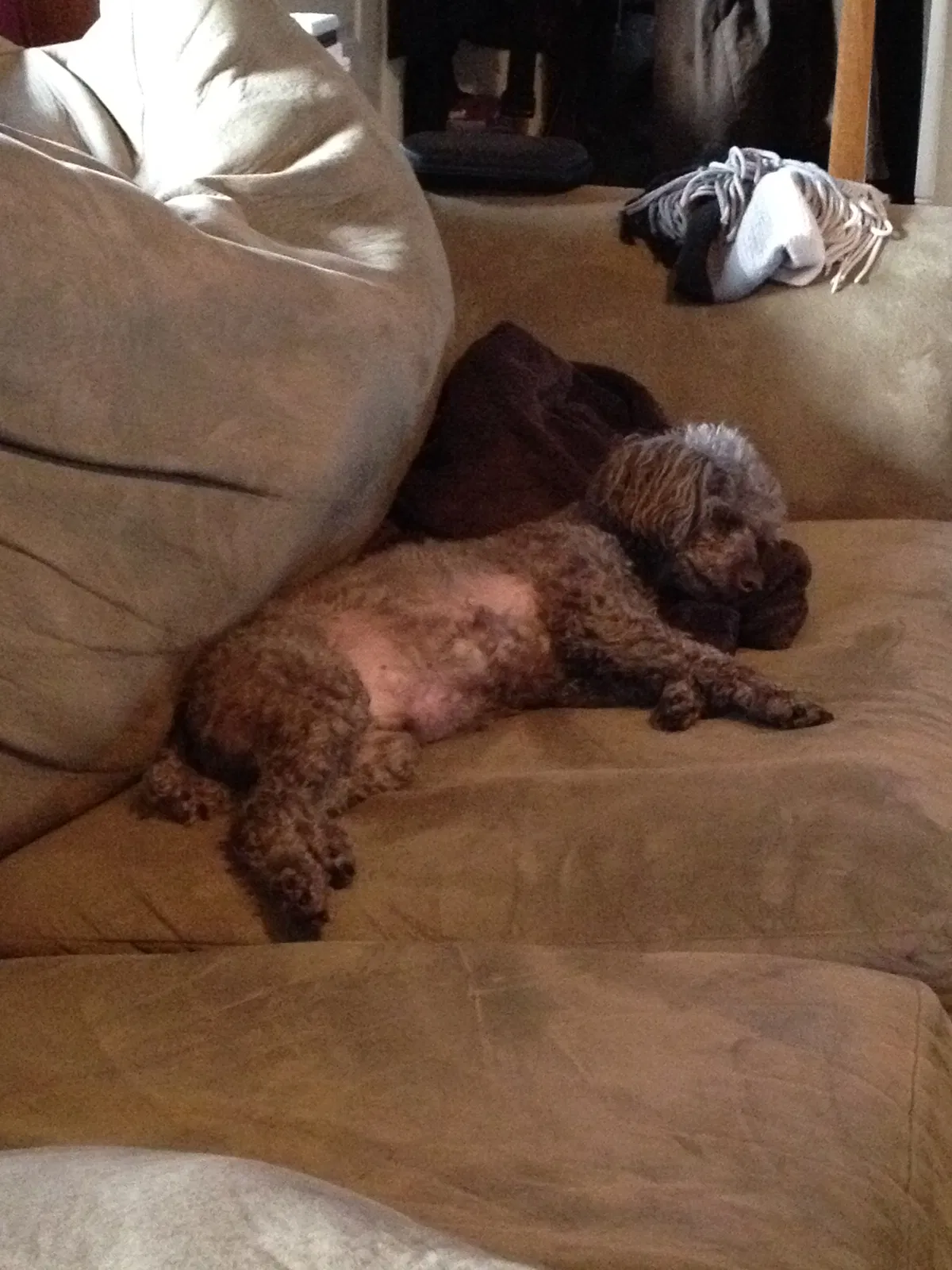 Lost dog in Moneta, VA, 24121