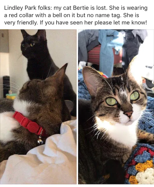 Lost cat in Greensboro, NC, 27403