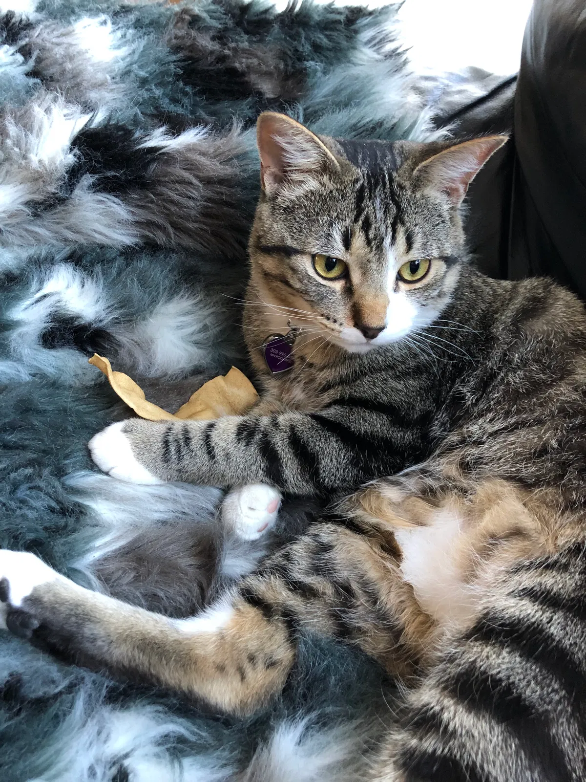 Lost cat in Castle Rock, CO, 80104