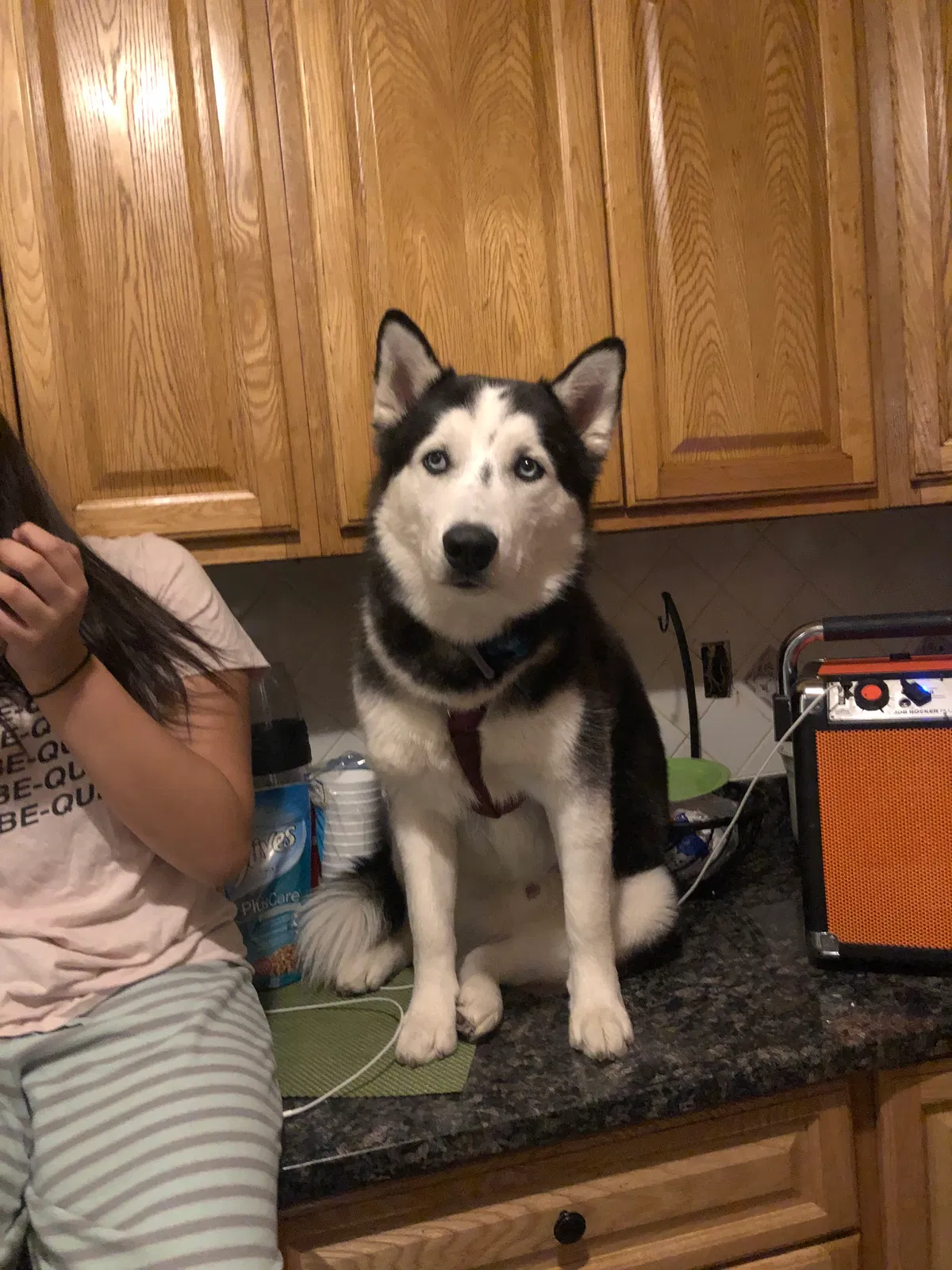 Lost dog in Mount Vernon, NY, 10550