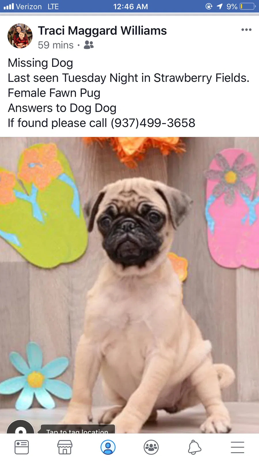 Lost dog in Germantown, OH, 45327