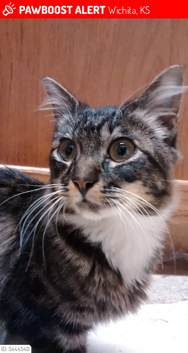 Lost cat in Wichita, KS, 67216