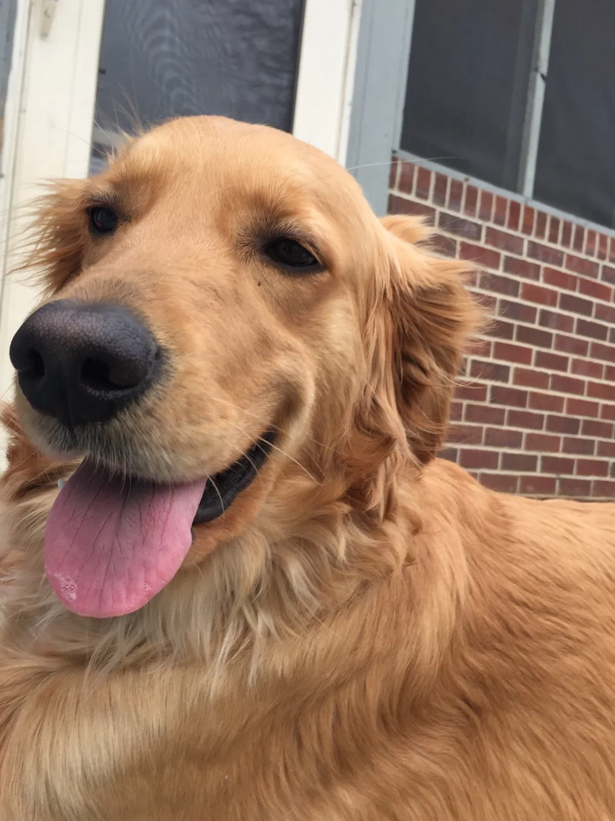 Lost dog in Avon, IN, 46123