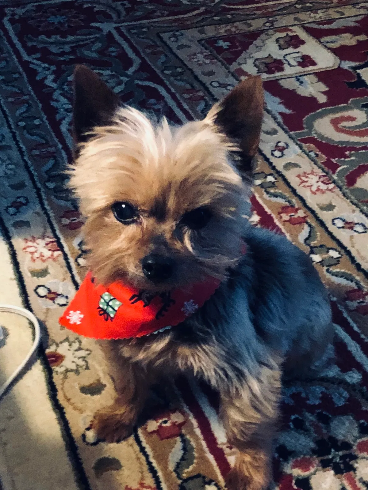 Lost dog in Tulsa, OK, 74137